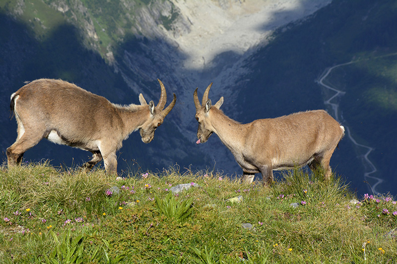 фотография © Красиана Георгиева Обиколката на Монблан 2014 TMB Tour du Mont Blanc